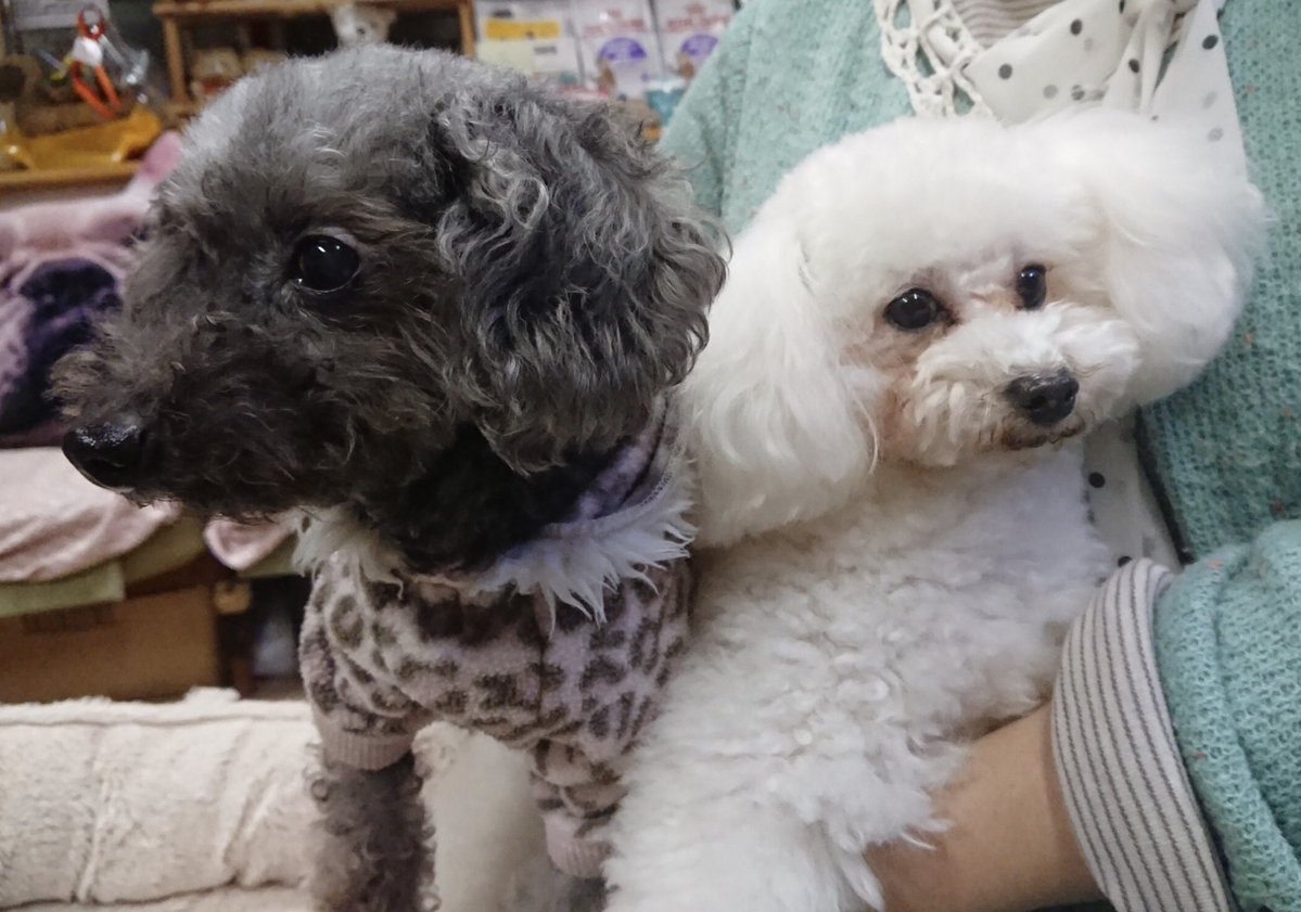 🐾平日は18時～、土日は終日、ドッグライフカウンセラーが常駐しています🐾